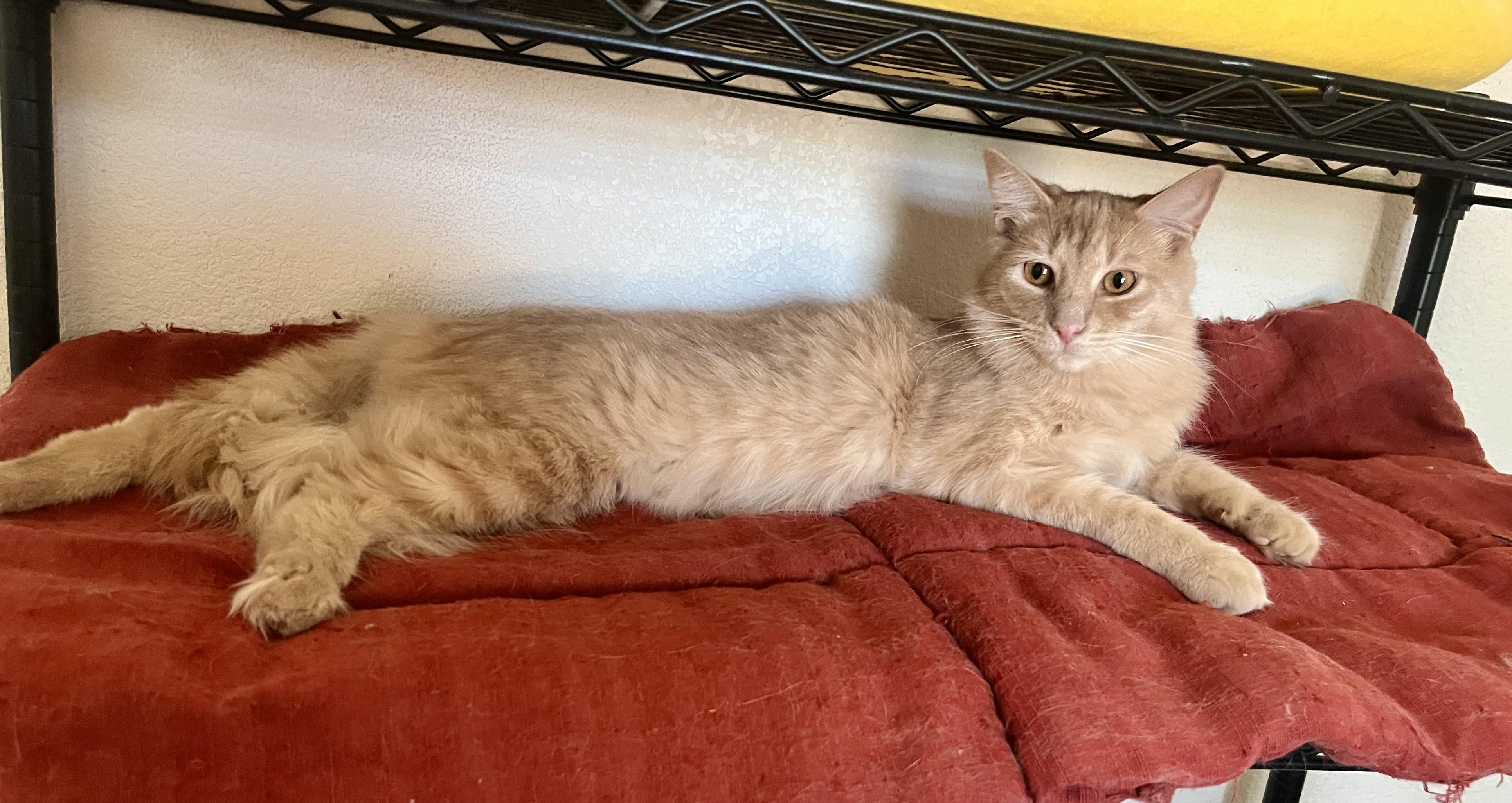 Enlarge Milo, an adoptable Tabby in Lancaster, CA image 6/6