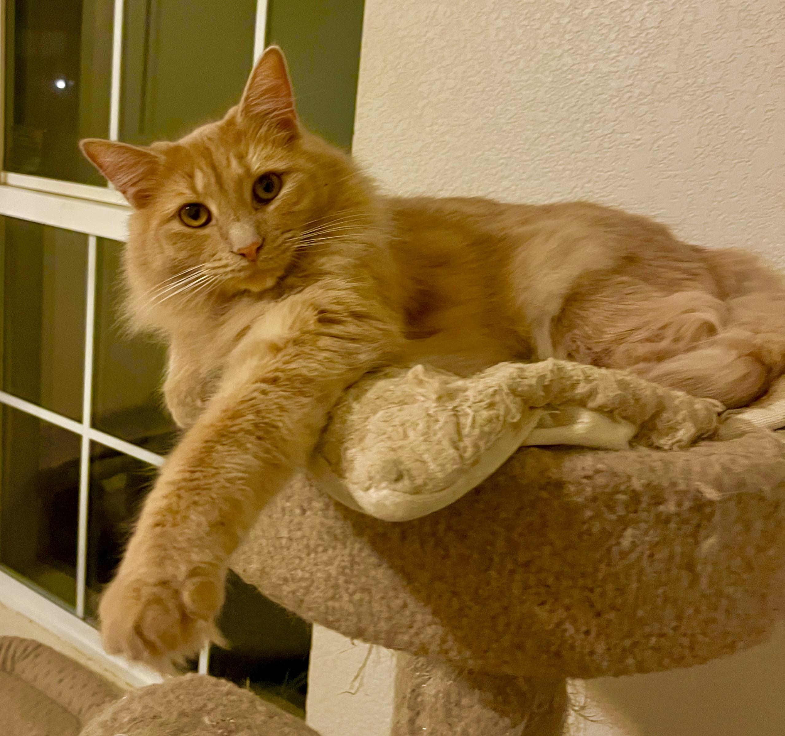 Enlarge Milo, an adoptable Tabby in Lancaster, CA image 4/6