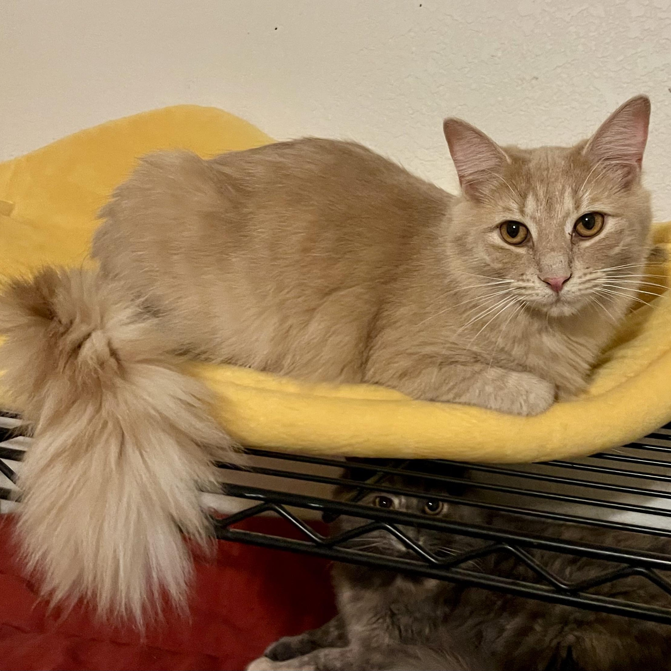 Enlarge Milo, an adoptable Tabby in Lancaster, CA image 1/6