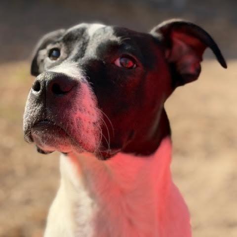 Stefan, Adoptable, Young Male Pit Bull Terrier.