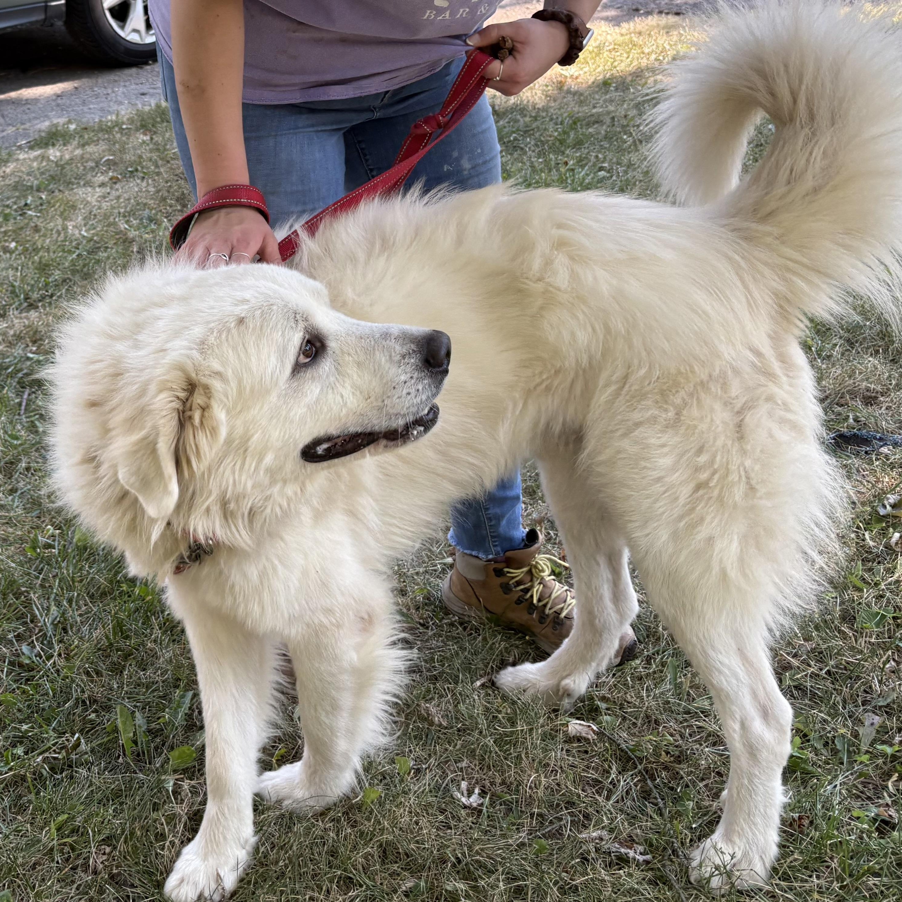 Ragnarök - New to Rescue - Sweet Boy - Needs Foster