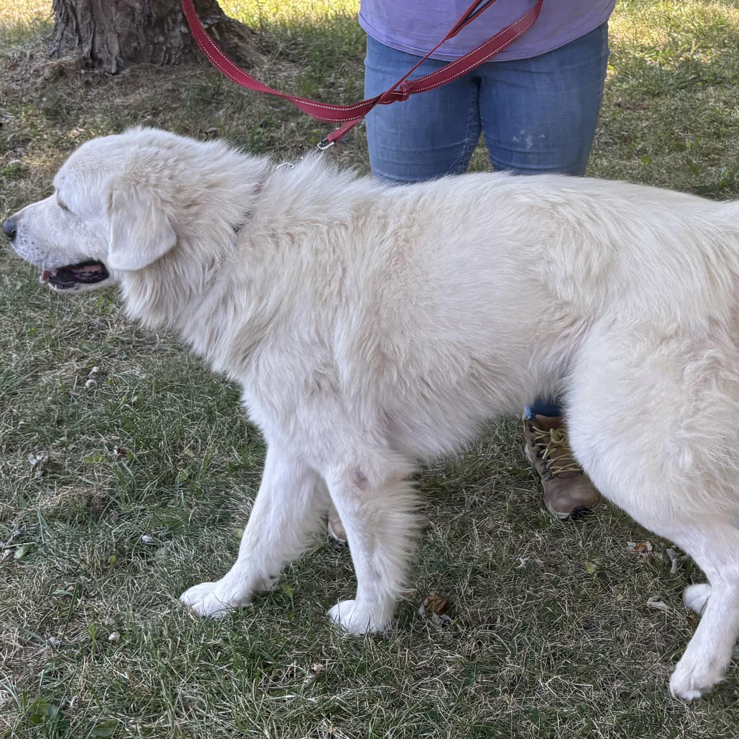 Enlarge Ragnarök - New to Rescue - Sweet Boy - Needs Foster, a Adoptable Great Pyrenees in Indianapolis, IN image 3/6