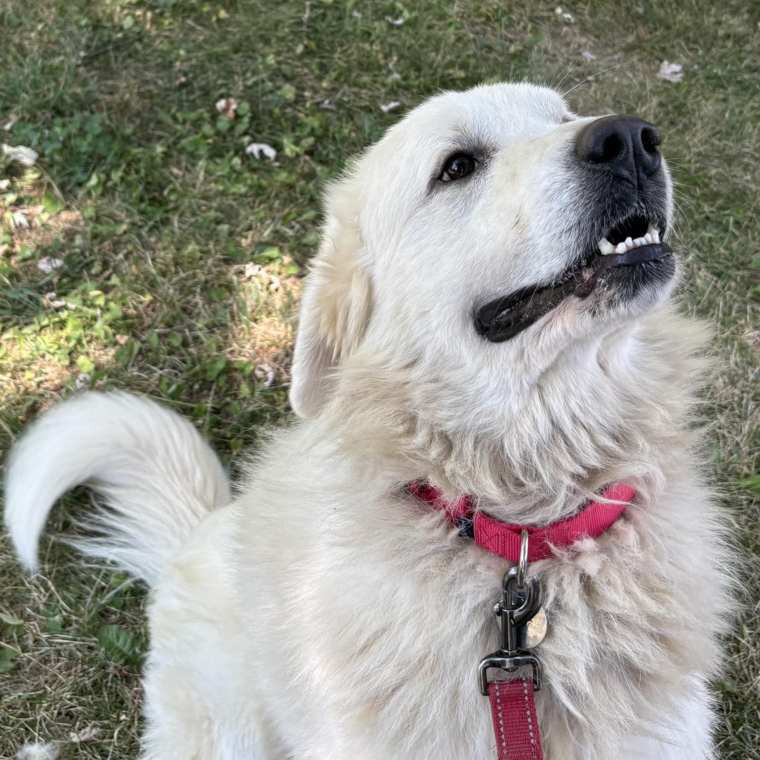 Enlarge Ragnarök - New to Rescue - Sweet Boy - Needs Foster, a Adoptable Great Pyrenees in Indianapolis, IN image 1/6