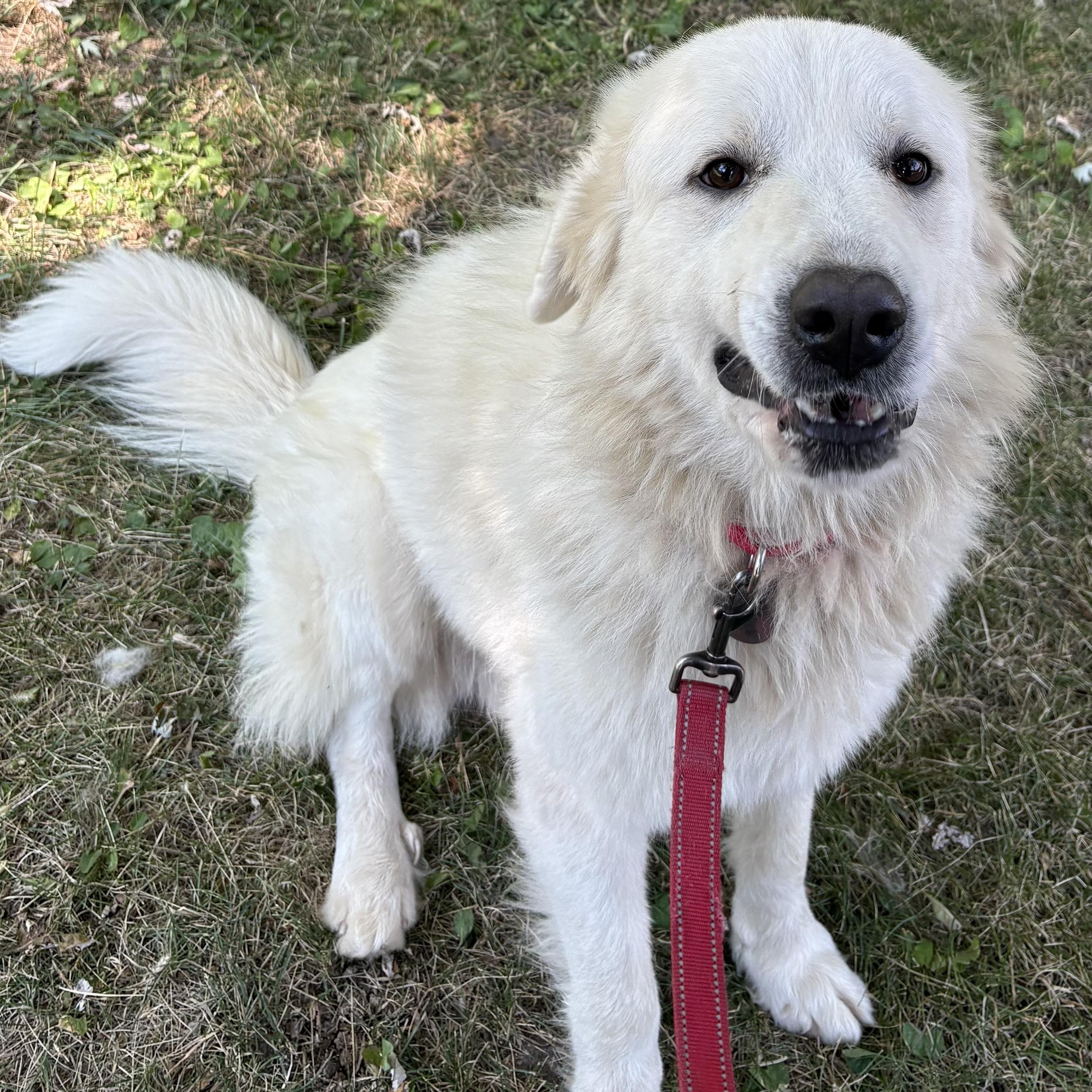 Enlarge Ragnarök - New to Rescue - Sweet Boy - Needs Foster, a Adoptable Great Pyrenees in Indianapolis, IN image 4/6