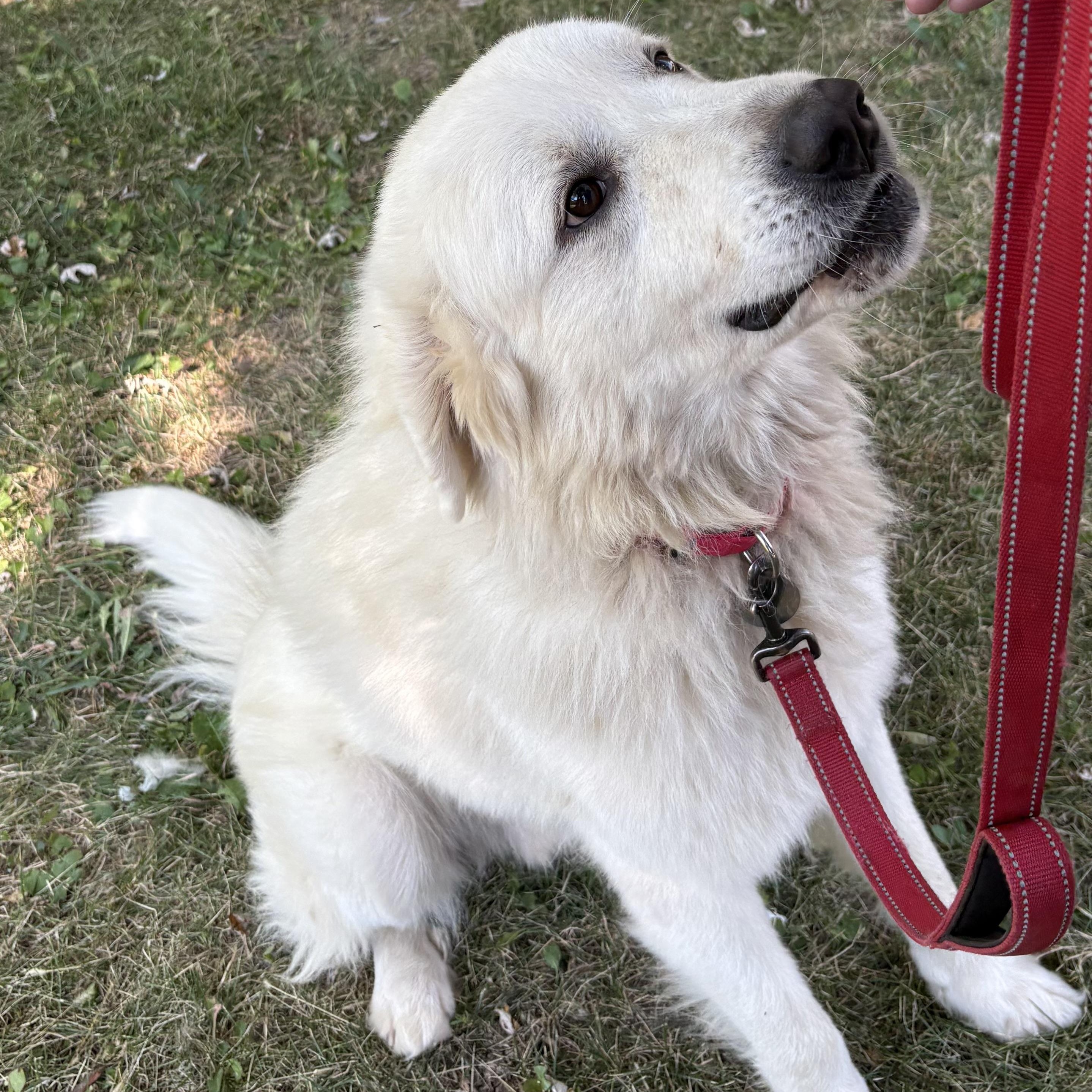 Ragnarök - New to Rescue - Sweet Boy - Needs Foster