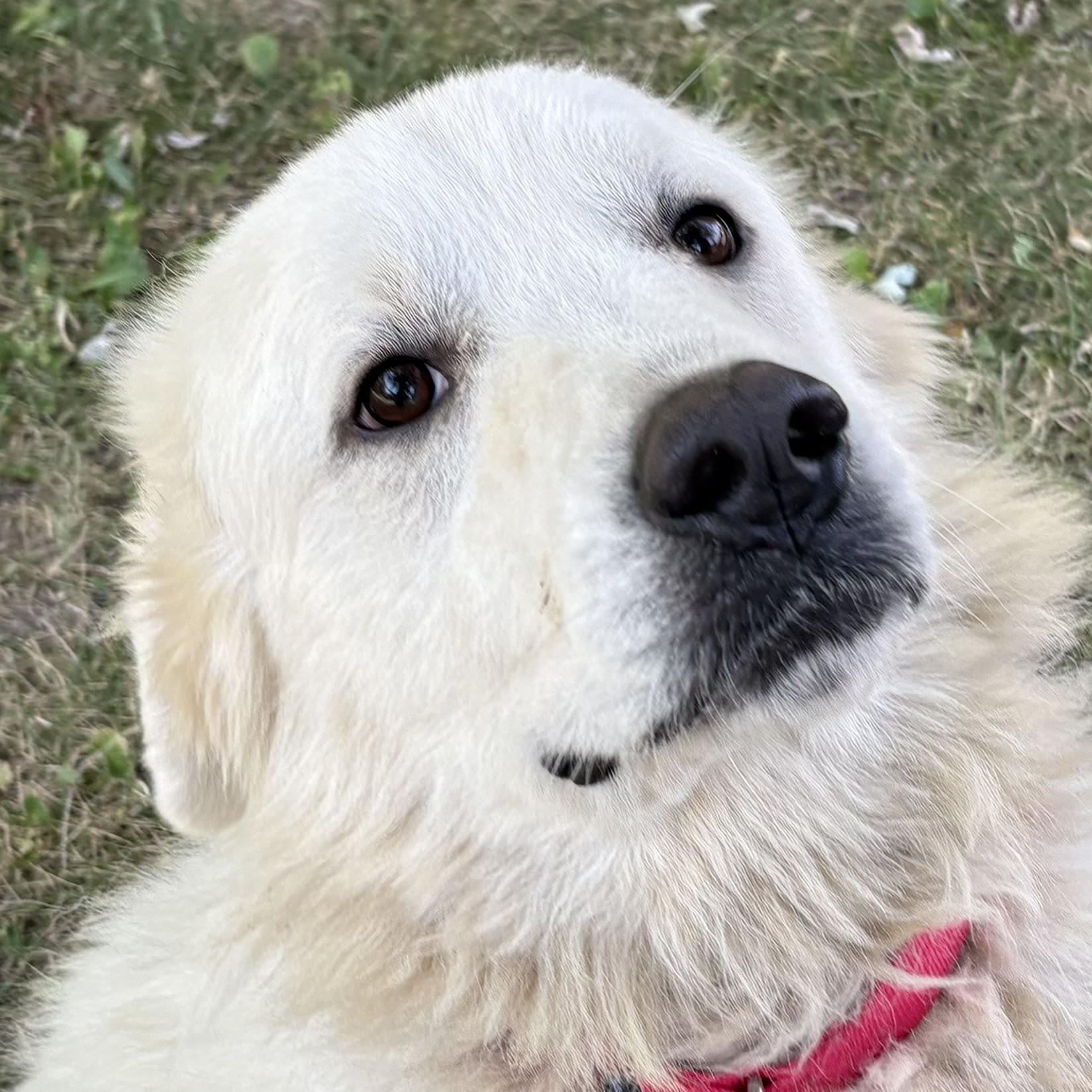 Enlarge Ragnarök - New to Rescue - Sweet Boy - Needs Foster, a Adoptable Great Pyrenees in Indianapolis, IN image 6/6