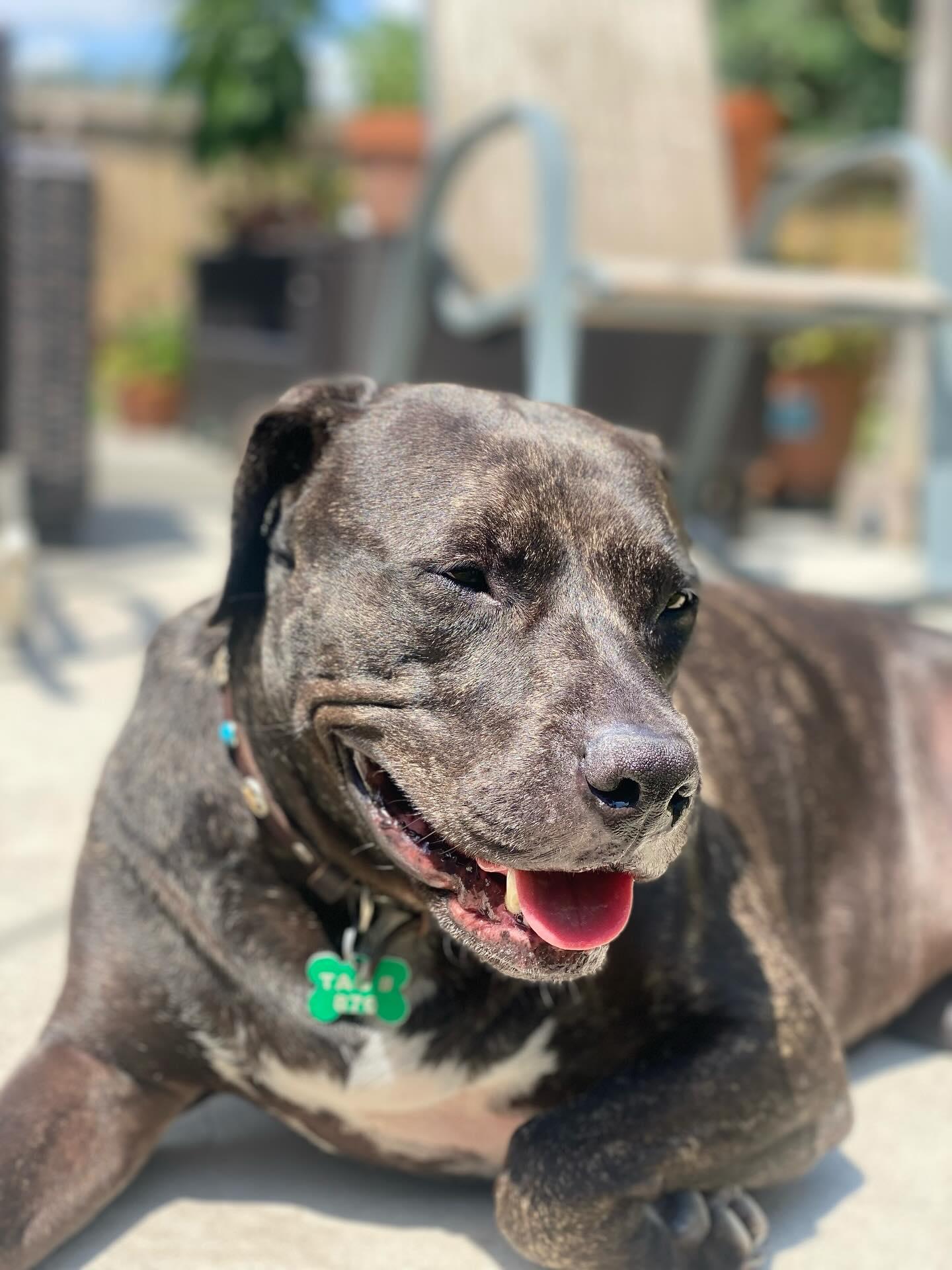 Claire, Adoptable, Young Female Plott Hound & Labrador Retriever.