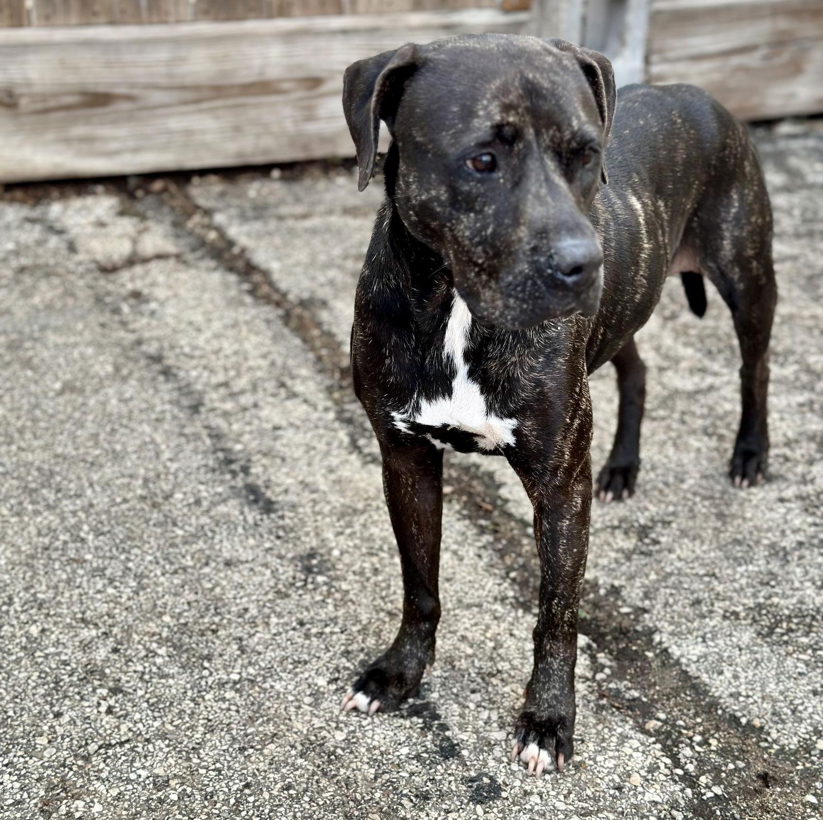 Enlarge Claire, a Adoptable mixed breed in Houston, TX image 2/3