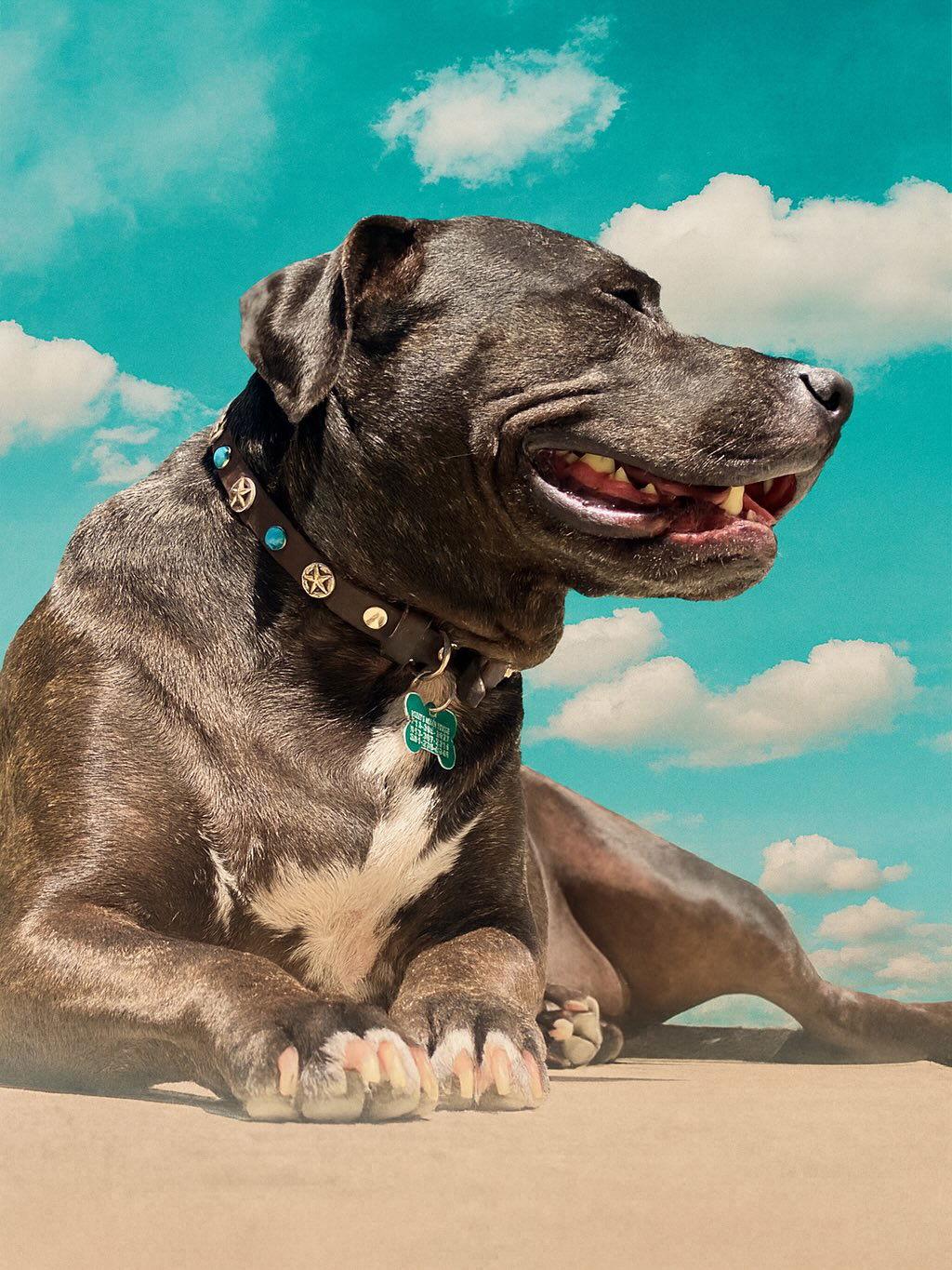 Enlarge Claire, a Adoptable mixed breed in Houston, TX image 3/3