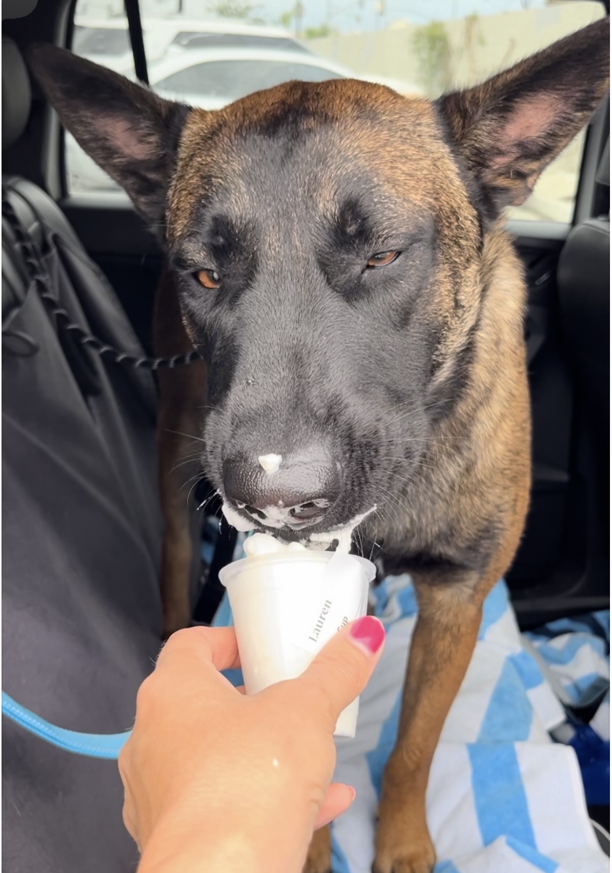 Otis, a Adopted Belgian Shepherd / Malinois in Tarzana, CA image 1/5