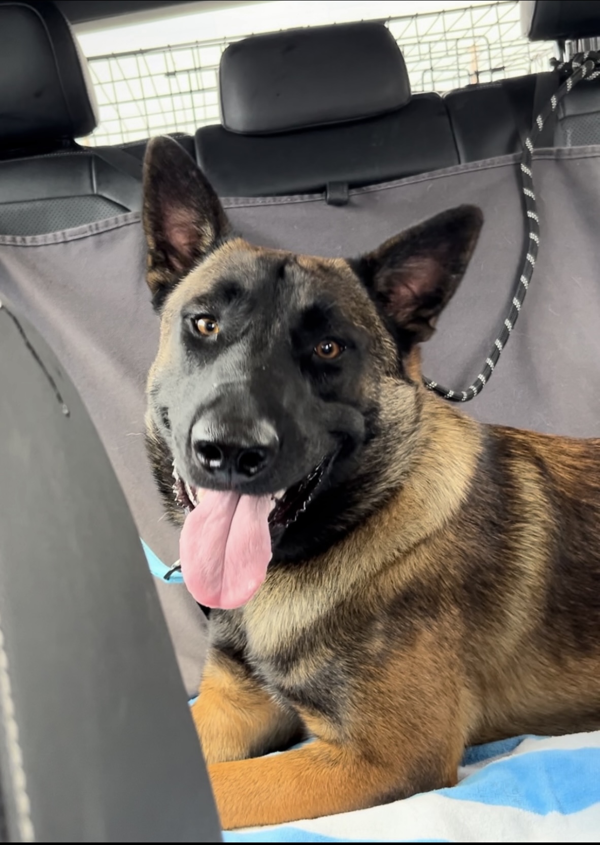 Otis, a Adopted Belgian Shepherd / Malinois in Tarzana, CA image 2/5