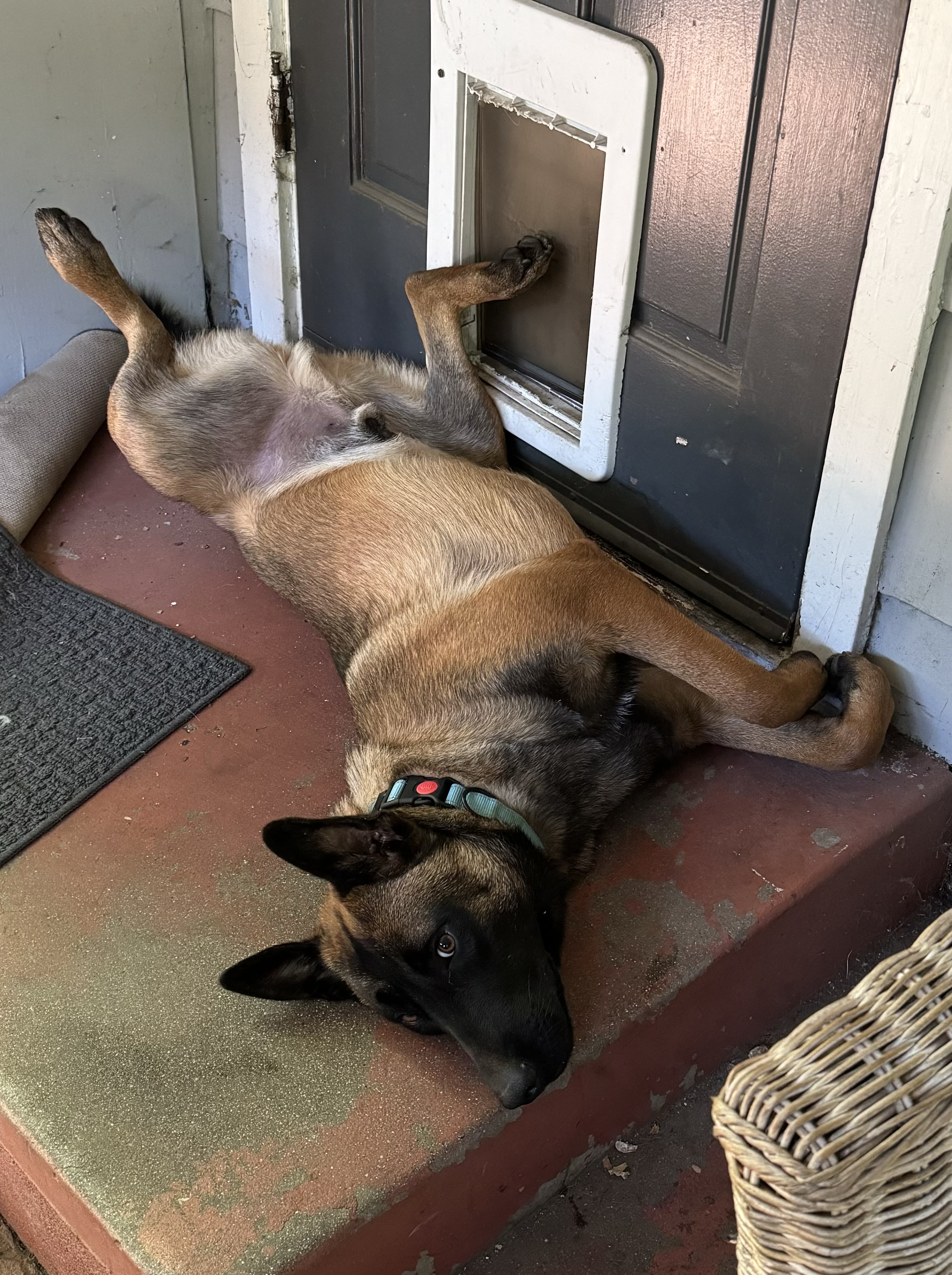 Otis, a Adopted Belgian Shepherd / Malinois in Tarzana, CA image 3/5
