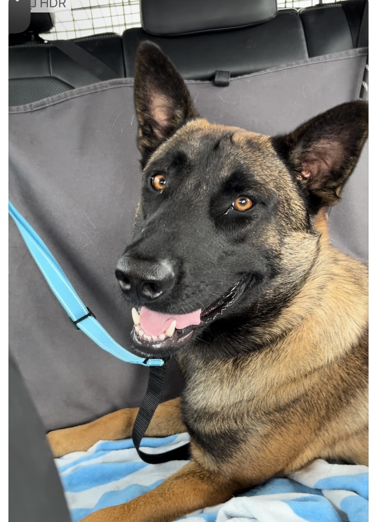 Otis, a Adopted Belgian Shepherd / Malinois in Tarzana, CA image 5/5