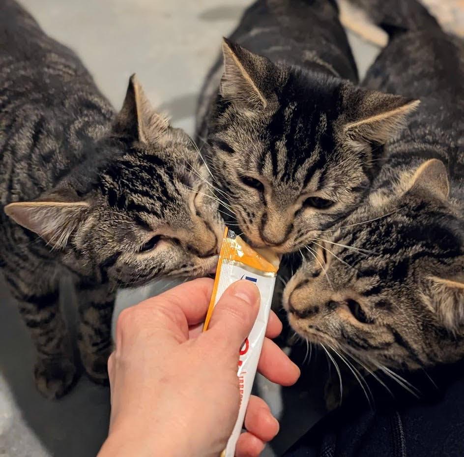 Enlarge Mocha, Latte and Java Chip, a ADOPTABLE Domestic Short Hair in Rockville, MD image 3/4