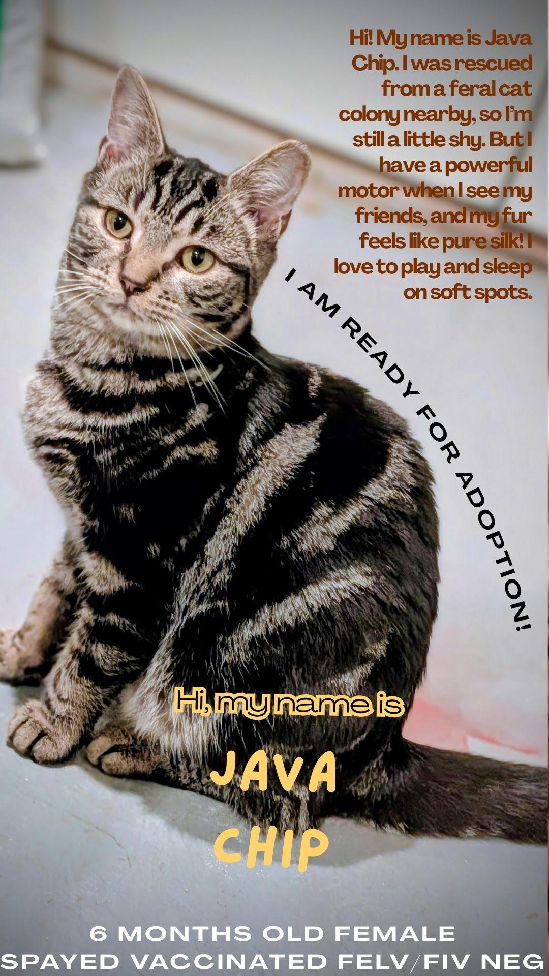 Enlarge Mocha, Latte and Java Chip, a ADOPTABLE Domestic Short Hair in Rockville, MD image 2/4