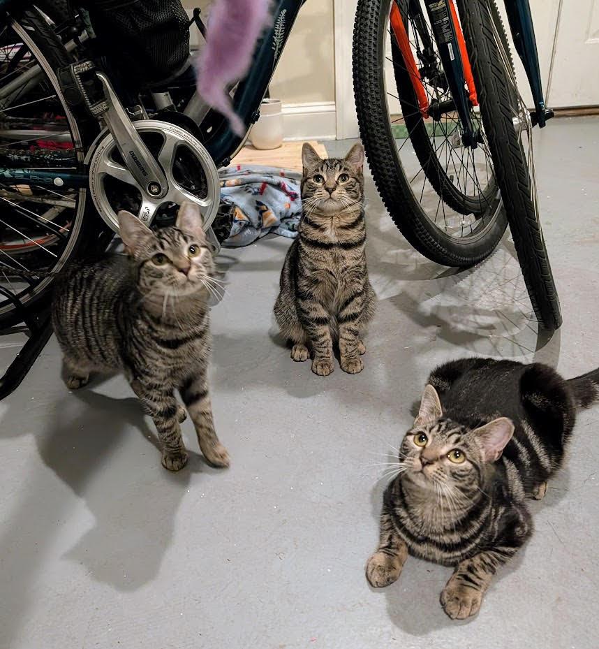 Enlarge Mocha, Latte and Java Chip, a ADOPTABLE Domestic Short Hair in Rockville, MD image 1/4