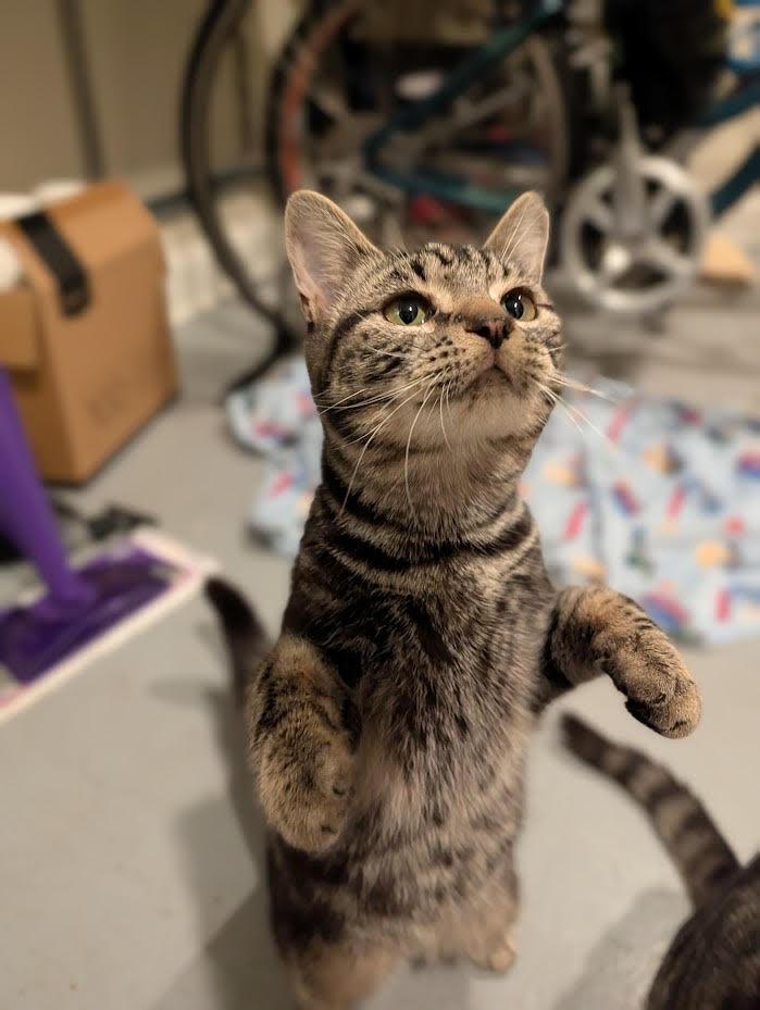 Enlarge Mocha, Latte and Java Chip, a ADOPTABLE Domestic Short Hair in Rockville, MD image 4/4