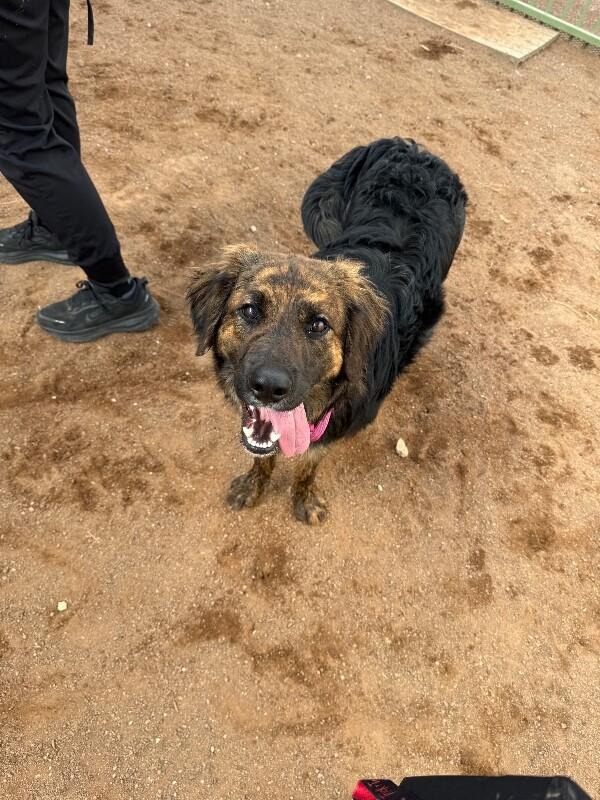 Enlarge Pepper, a Adoptable Mixed Breed in Hobbs, NM image 1/6
