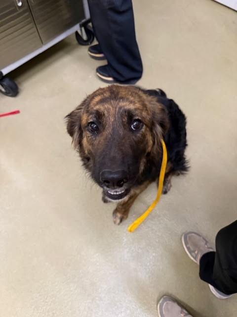 Enlarge Pepper, a Adoptable Mixed Breed in Hobbs, NM image 3/6