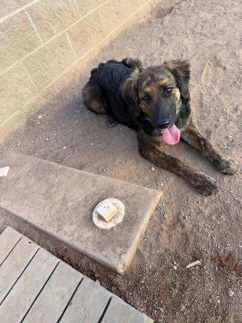 Enlarge Pepper, a Adoptable Mixed Breed in Hobbs, NM image 4/6