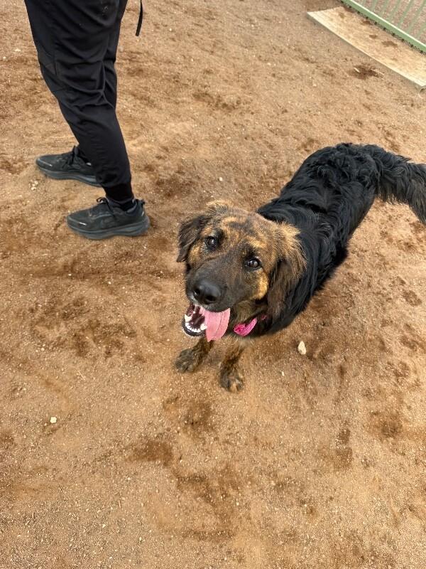 Enlarge Pepper, a Adoptable Mixed Breed in Hobbs, NM image 5/6