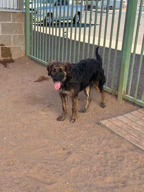 Enlarge Pepper, a Adoptable Mixed Breed in Hobbs, NM image 6/6