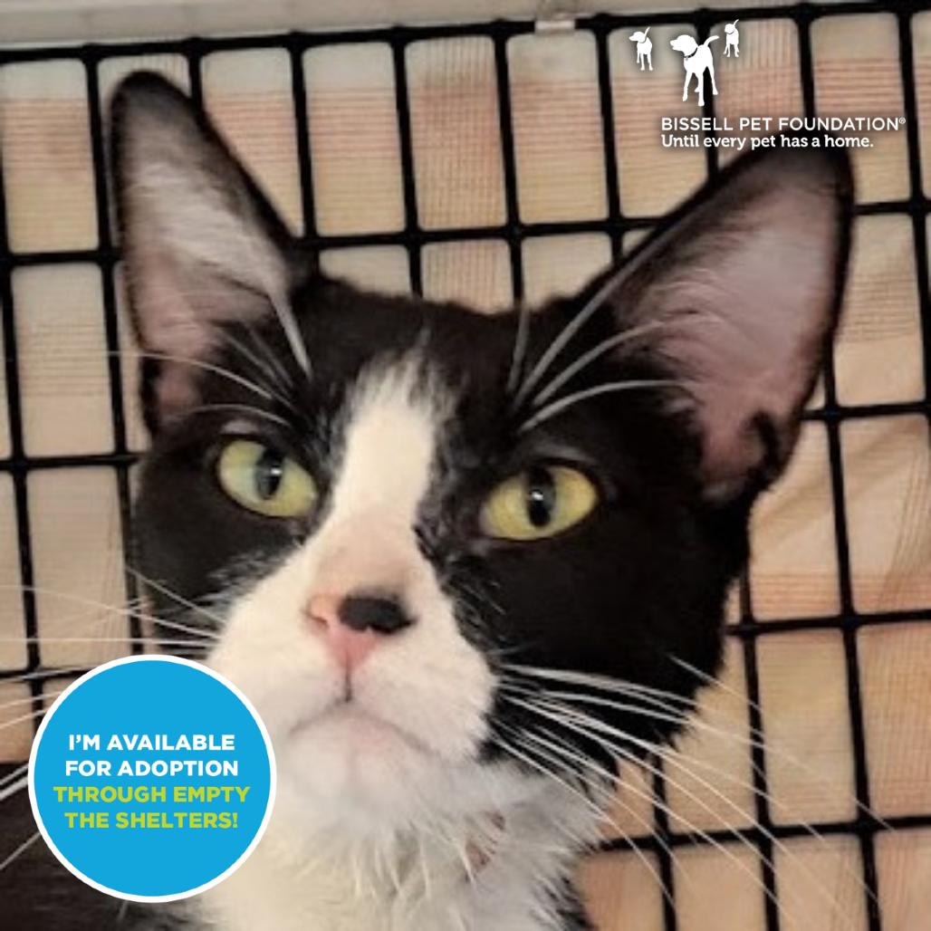 Martini, Adoptable, Adult Female Domestic Short Hair.
