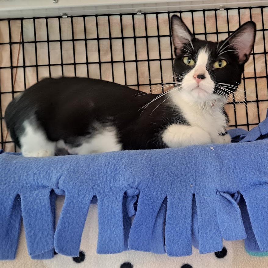 Enlarge Martini, a Adoptable Domestic Short Hair in Chicago, IL image 2/5