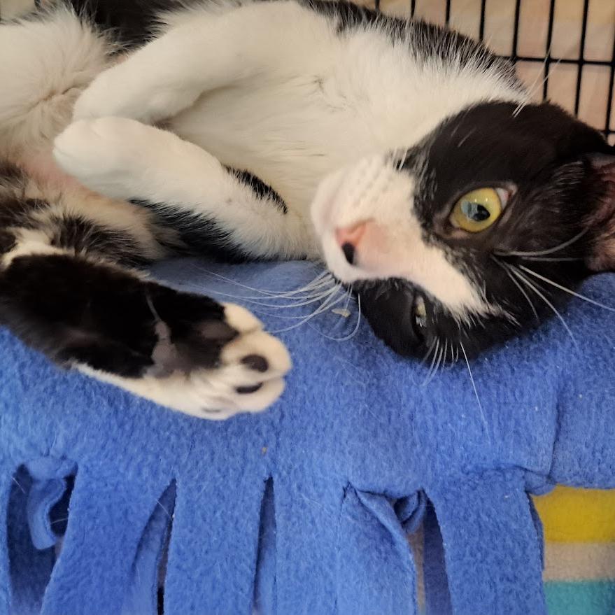 Enlarge Martini, a Adoptable Domestic Short Hair in Chicago, IL image 3/5