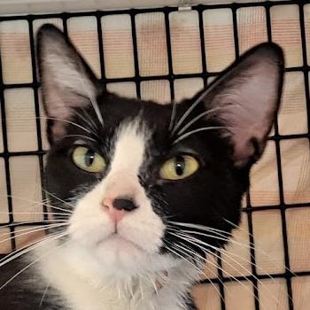 Enlarge Martini, a Adoptable Domestic Short Hair in Chicago, IL image 4/5