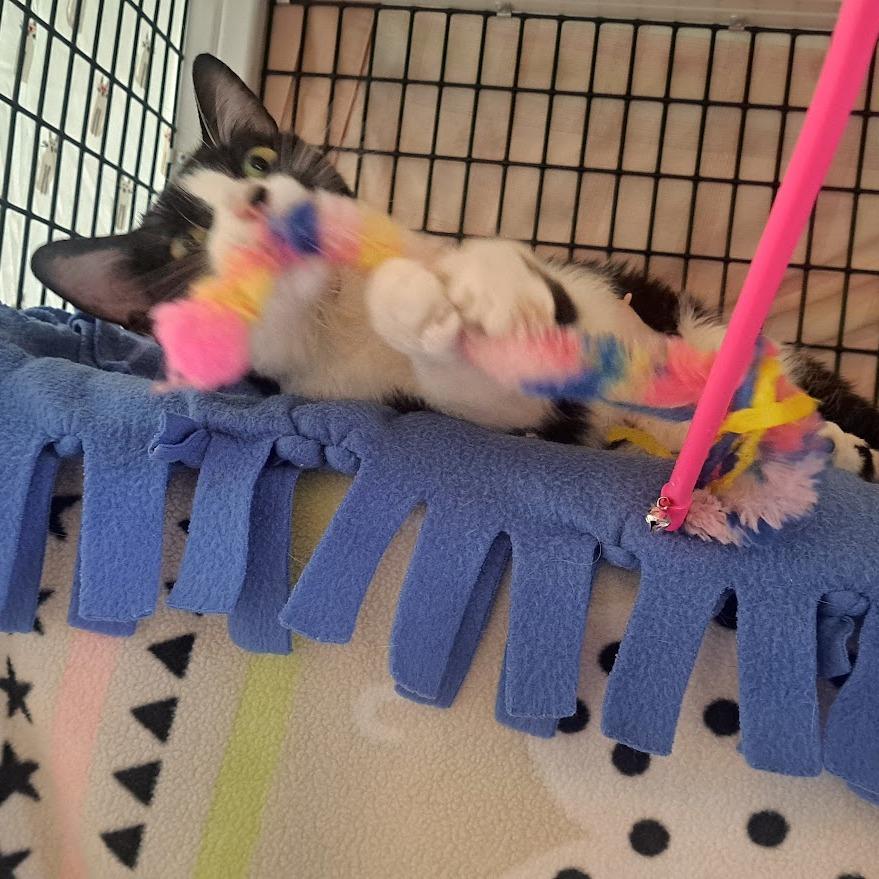 Enlarge Martini, a Adoptable Domestic Short Hair in Chicago, IL image 5/5