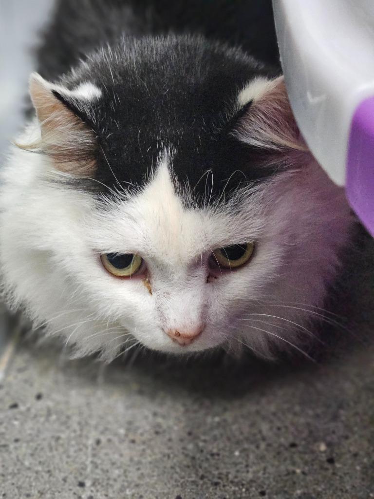 Iris (Lambeth), Adoptable, Adult Female Domestic Medium Hair.