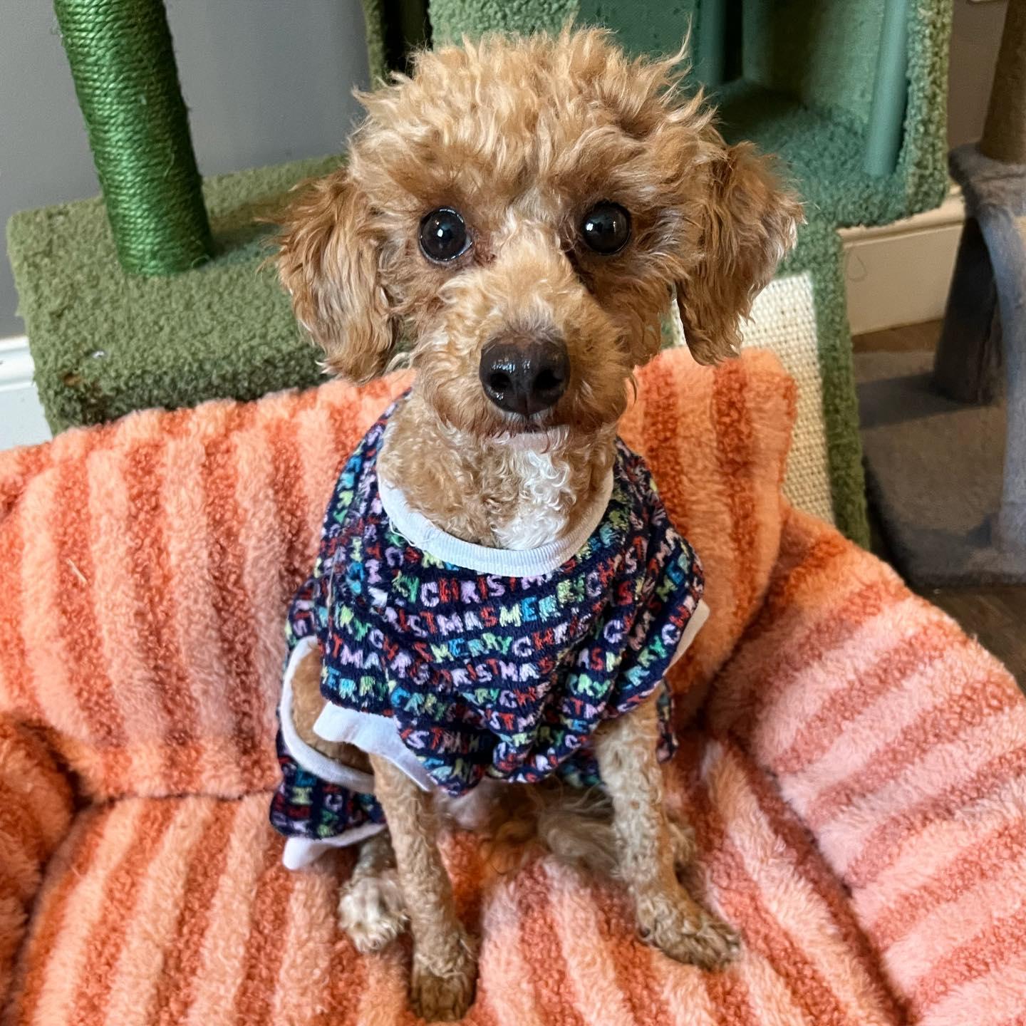 Ginger, ADOPTABLE, Young Female Goldendoodle.
