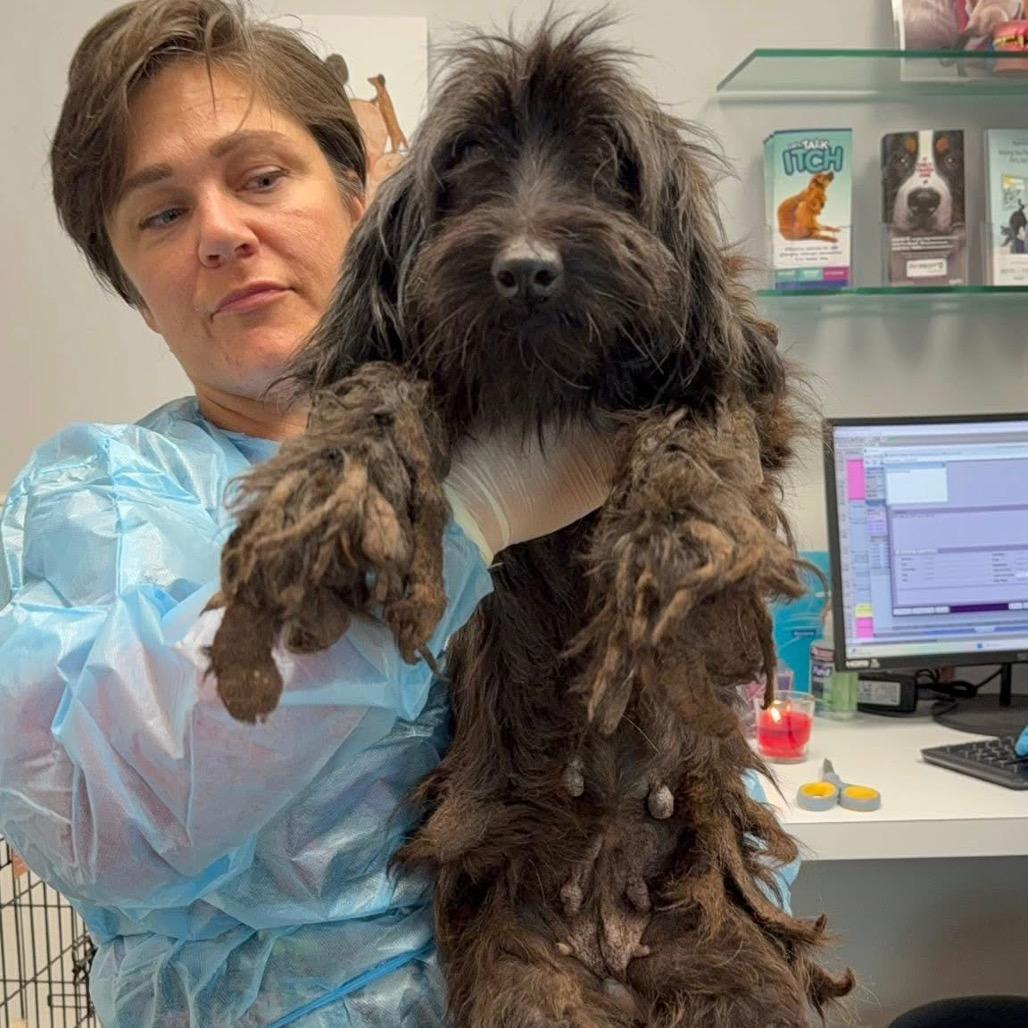 Haze, Adoptable, Adult Female Poodle.