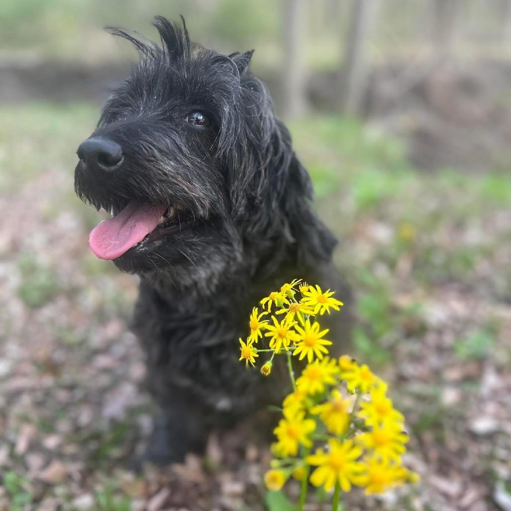 Haze, a Adoptable Poodle in Allen, TX image 2/6