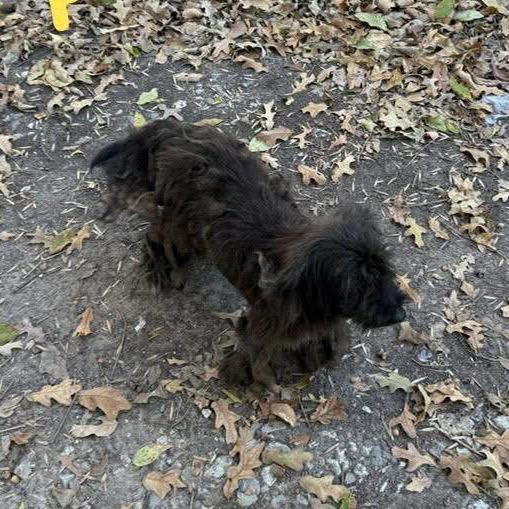 Haze, a Adoptable Poodle in Allen, TX image 3/6