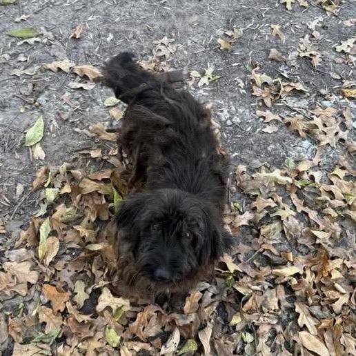 Haze, a Adoptable Poodle in Allen, TX image 5/6