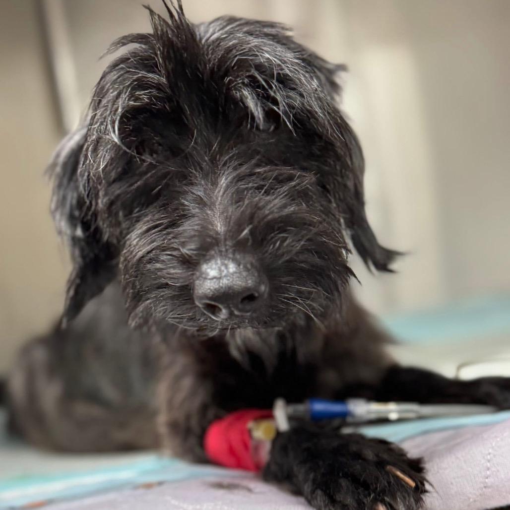 Haze, a Adoptable Poodle in Allen, TX image 6/6