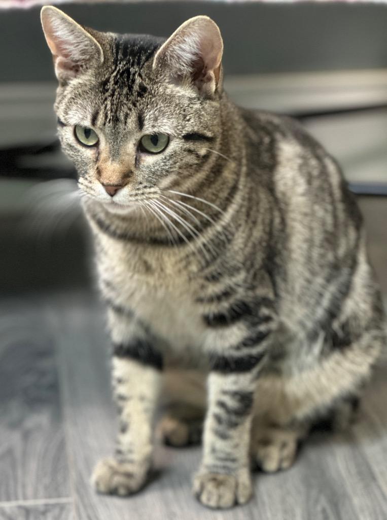 Enlarge Dorie, a Adoptable mixed breed in Waynesville, MO image 2/3