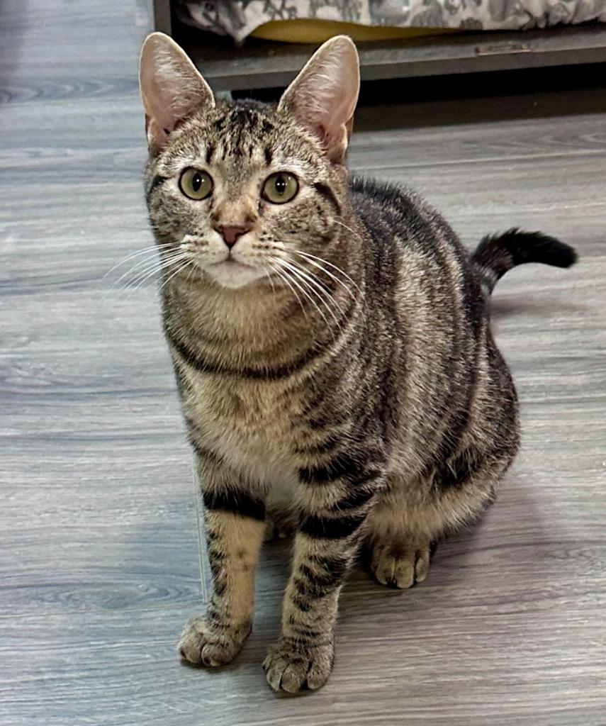 Enlarge Dorie, a Adoptable mixed breed in Waynesville, MO image 3/3