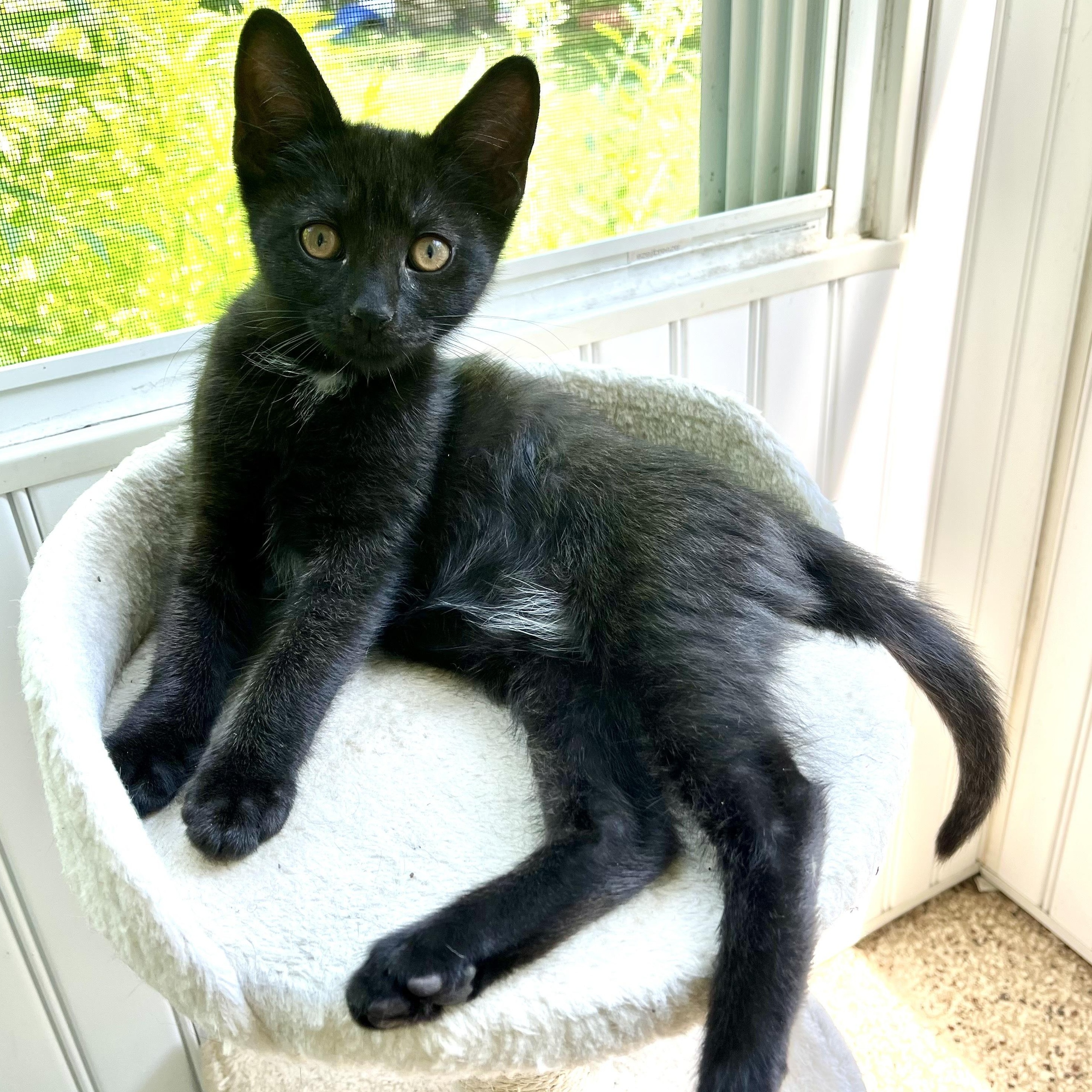 Diamond, Adoptable, Kitten Female Domestic Short Hair.