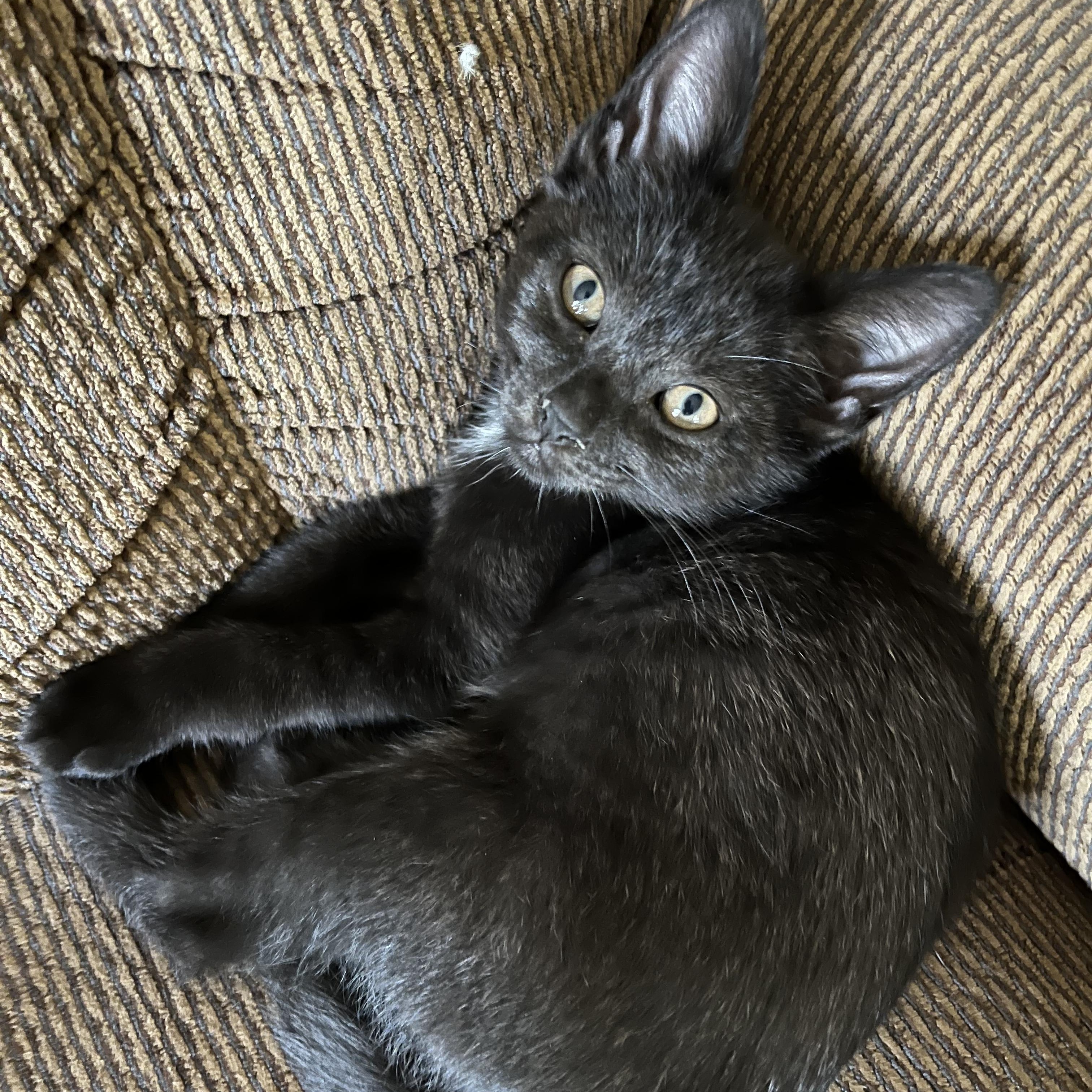 Diamond, a Adoptable Domestic Short Hair in East Amherst, NY image 2/5