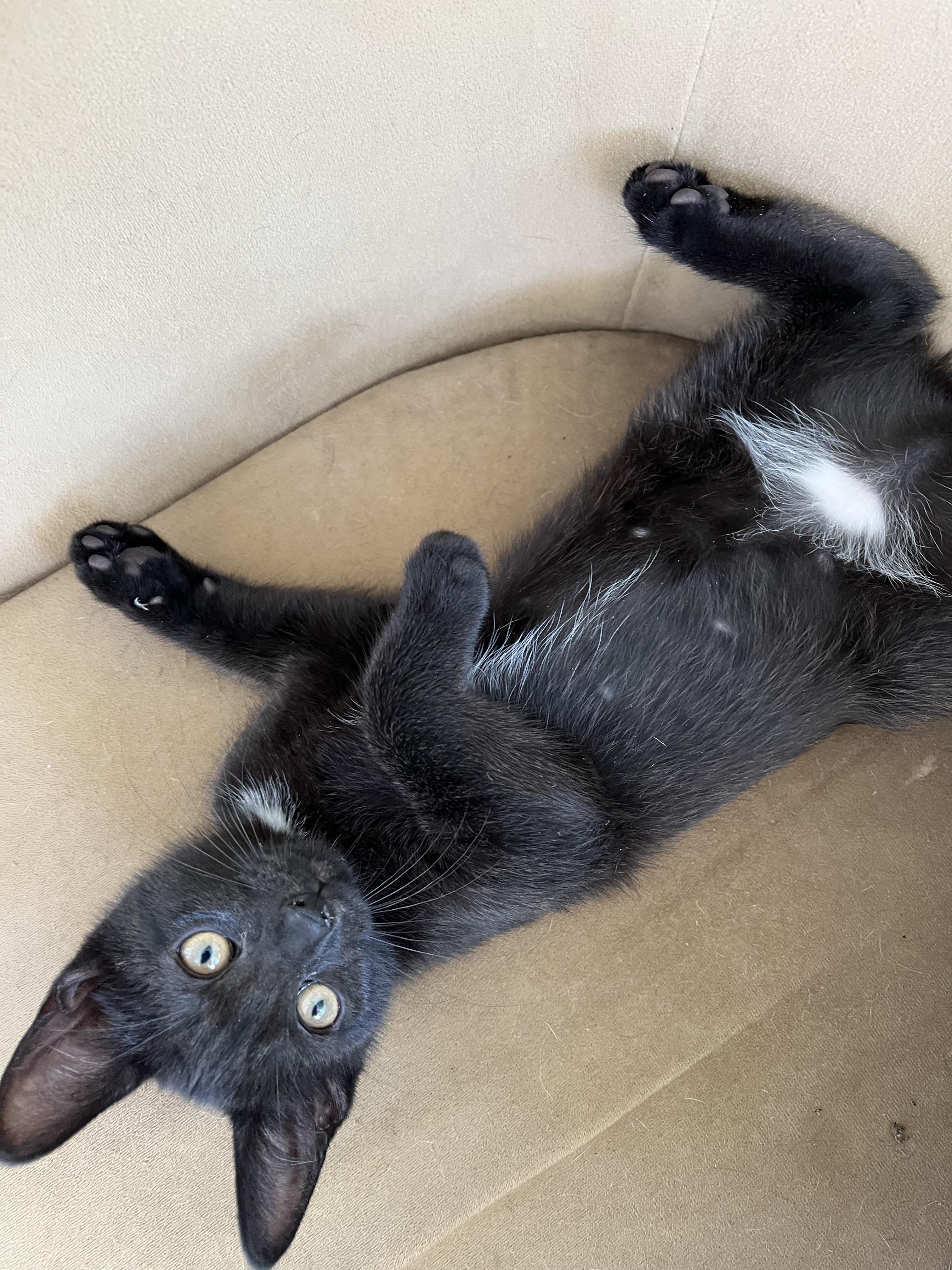 Diamond, a Adoptable Domestic Short Hair in East Amherst, NY image 4/5