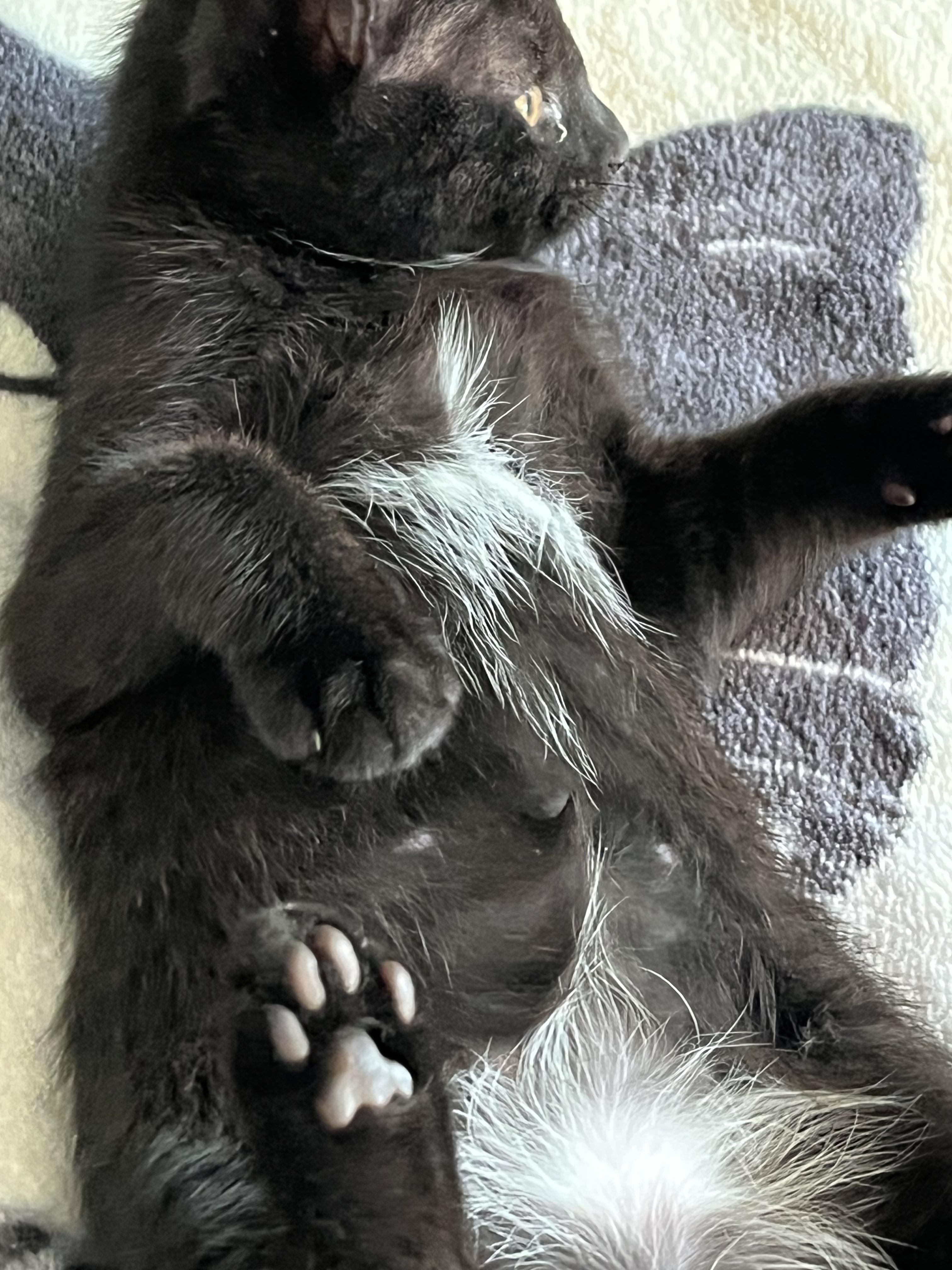 Diamond, a Adoptable Domestic Short Hair in East Amherst, NY image 5/5