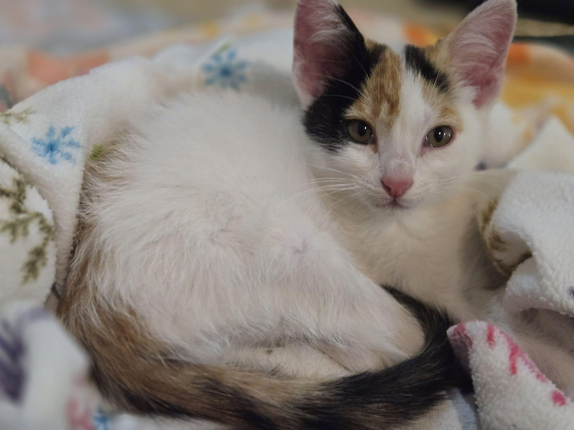 DAISY, ADOPTABLE, Kitten Female Domestic Short Hair.