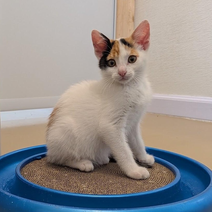DAISY, a ADOPTABLE Domestic Short Hair in La Crescent, MN image 2/2