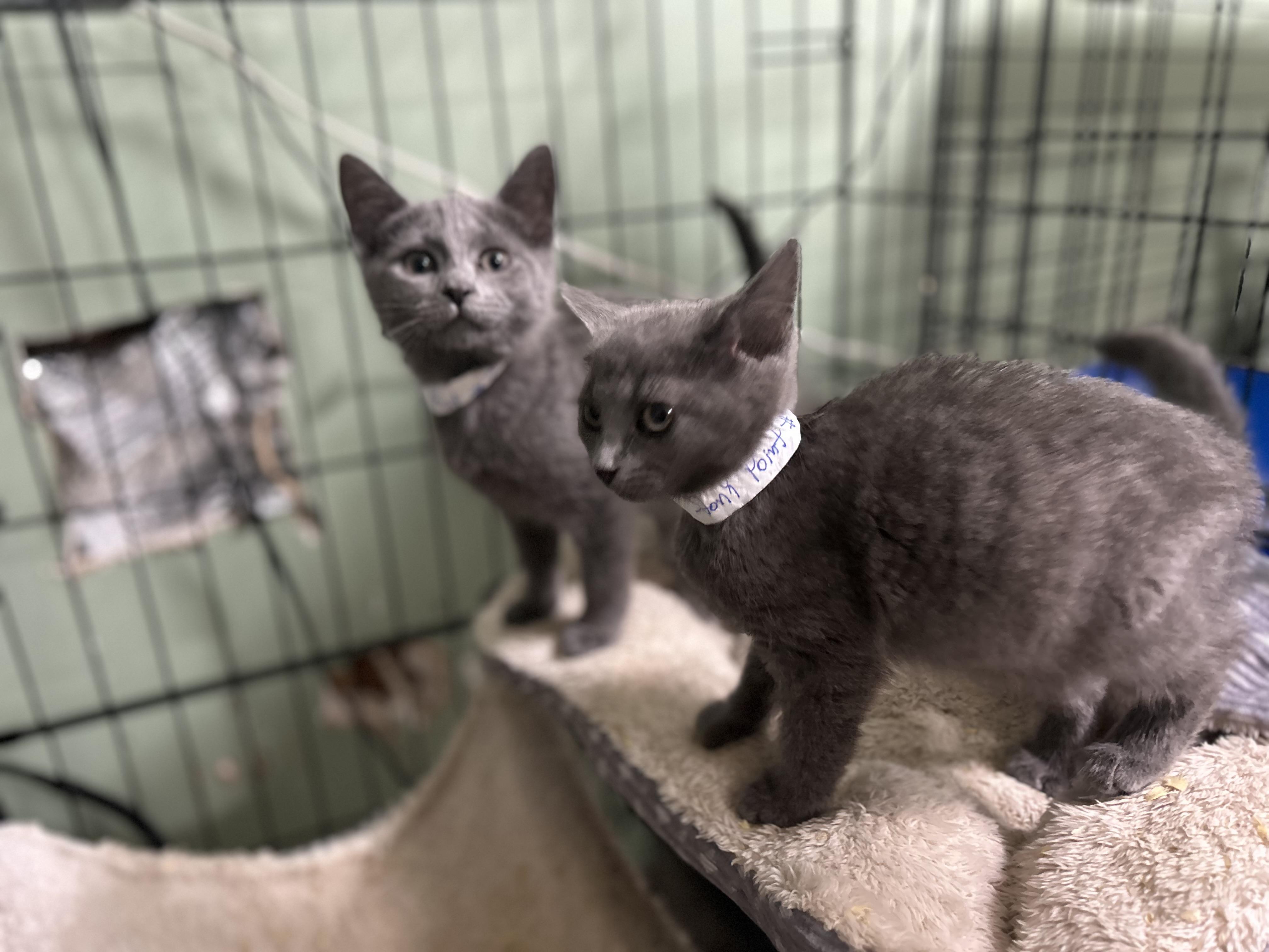 Enlarge 2 Grey kittens Female apx 8 weeks, a Adoptable Domestic Short Hair in West Nyack, NY image 3/4