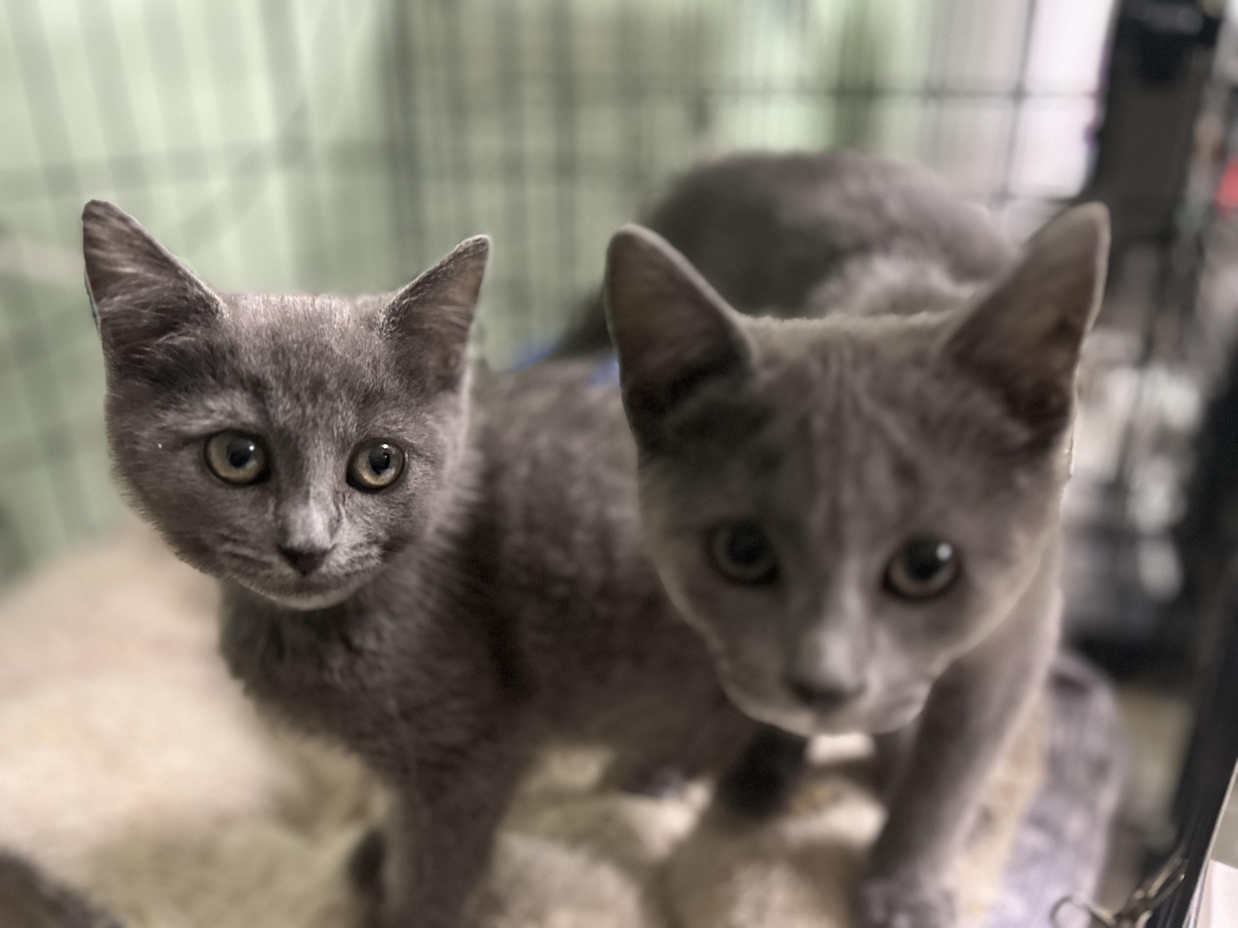 Enlarge 2 Grey kittens Female apx 8 weeks, a Adoptable Domestic Short Hair in West Nyack, NY image 2/4