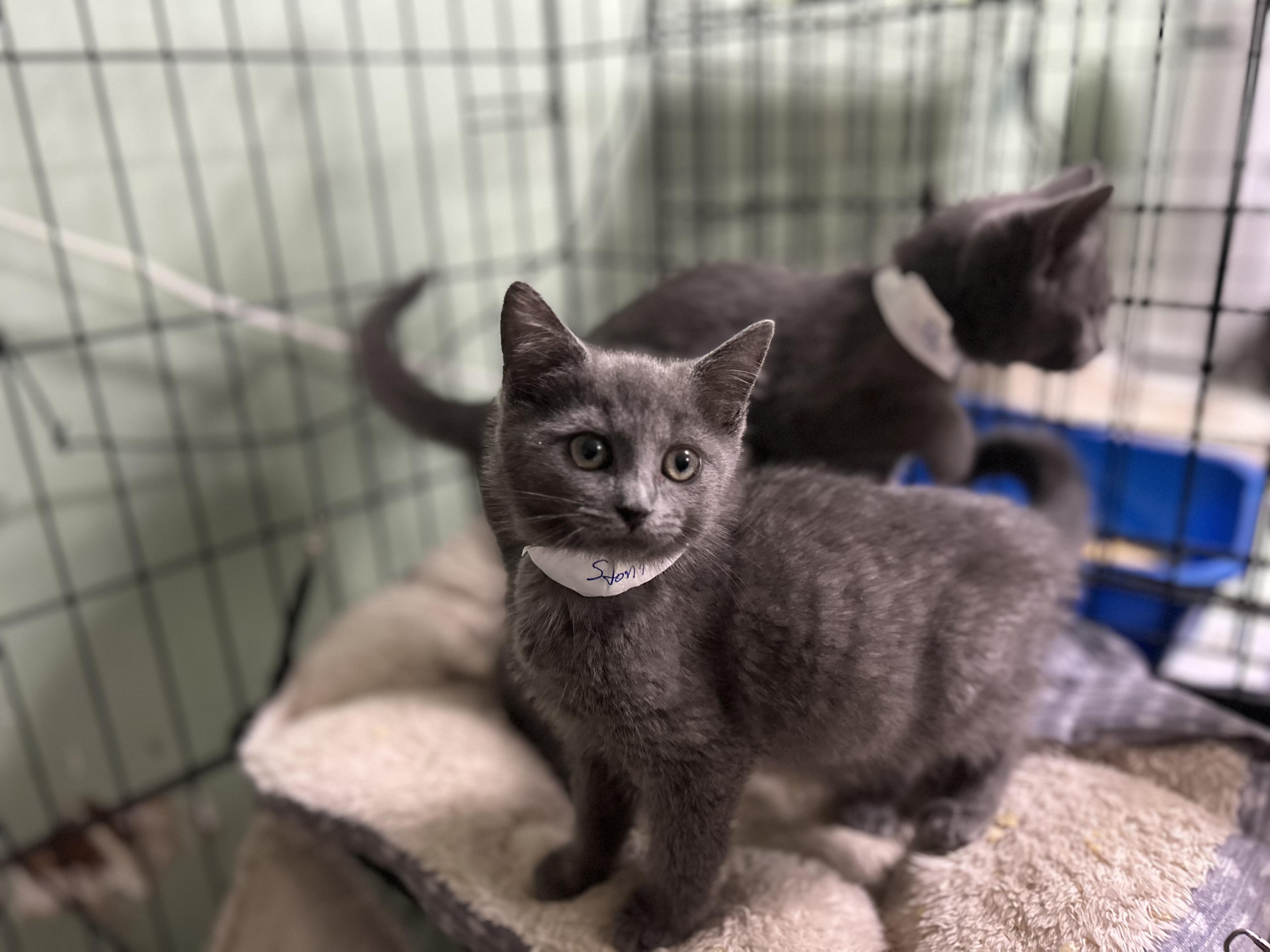 Enlarge 2 Grey kittens Female apx 8 weeks, a Adoptable Domestic Short Hair in West Nyack, NY image 1/4