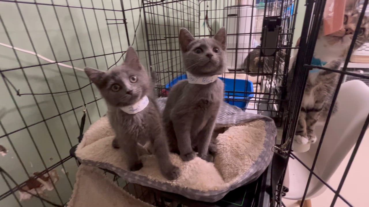 Enlarge 2 Grey kittens Female apx 8 weeks, a Adoptable Domestic Short Hair in West Nyack, NY video 4/4